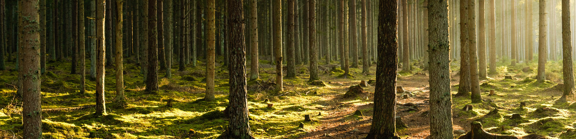 Grön och mysig skog